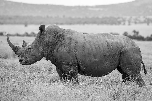 Hopkins, Cindy Miller 아티스트의 Africa-Kenya-Laikipia Plateau-Ol Pejeta Conservancy-Southern white rhinocero-lone male작품입니다.